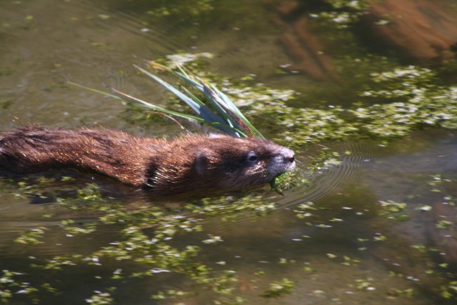 Muskusrat